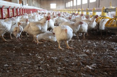 Chickens at a concentrated animal feeding operation (CAFO)