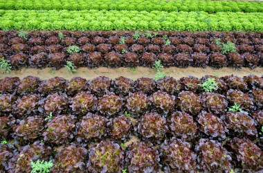 View taken of lettuces on August 5th, 2009, in a field near Douvres-la-Delivrande, outside Caen, northwestern France.
