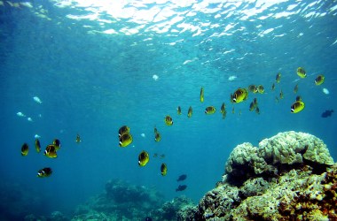 A school of fish pass over a coral reef at Hanauma Bay on January 15th, 2005, in Honolulu, Hawaii.